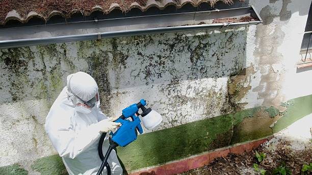Top rated local Bathroom Mold Removal specialists in Lexington, TX